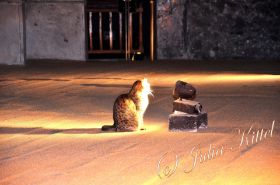 Katze in der Hagia Sofia Istanbul Oktober 2012 mn.jpg