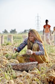 Bharatpur Kartoffelernte k.jpg