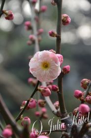 12 Mandelblüten mn.jpg