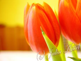 15 Tulpe mn.jpg