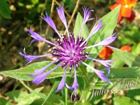 16 Kornblume mn.jpg