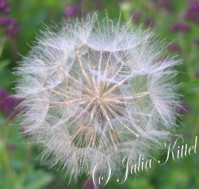 34 Pusteblume a mn.jpg