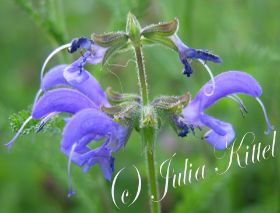 44 Wiesensalbei mn.jpg