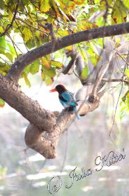 Bharatpur Keoladeo Ghana National Park 03 kmnw.jpg