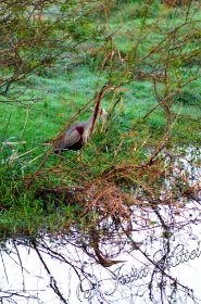 Bharatpur Keoladeo Ghana National Park 04 kmnw.jpg