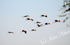 Bharatpur Keoladeo Ghana National Park 08 Buntstörche kmnw.jpg