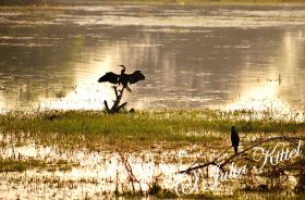 Bharatpur Keoladeo Ghana National Park 07 kmnw.jpg