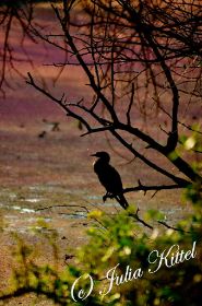 Bharatpur Keoladeo Ghana National Park 06 kmnw.jpg