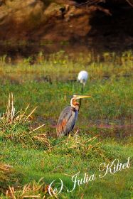 Bharatpur Keoladeo Ghana National Park 16 kmnw.jpg