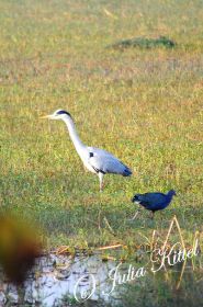 Bharatpur Keoladeo Ghana National Park 13 kmnw.jpg