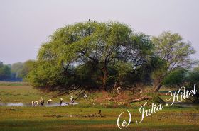 Bharatpur Keoladeo Ghana National Park 12 Buntstörche kmnw.jpg