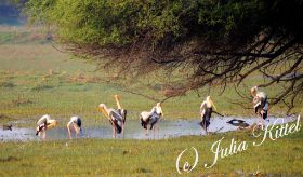 Bharatpur Keoladeo Ghana National Park 09 Buntstörche kmnw.jpg