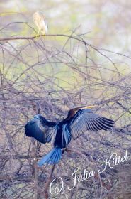 Bharatpur Keoladeo Ghana National Park 19 kmnw.jpg